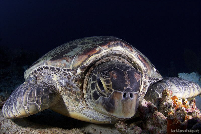 
I'm going to post 27 different shots of turtles to make... by Iyad Suleyman 