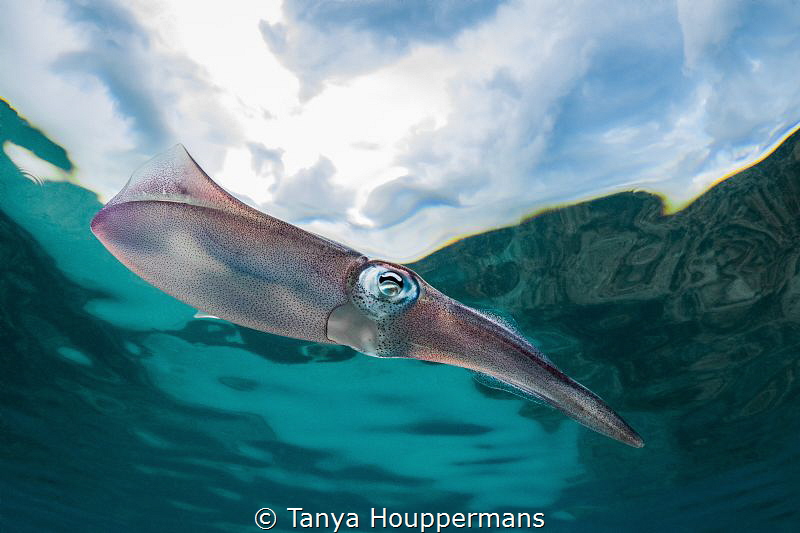 'Head In The Clouds' - A squid swims by in shallow water ... by Tanya Houppermans 