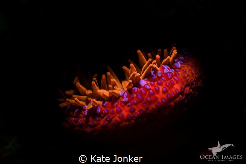 Spotted Anemone, Ark Rock, Simon's Town, South Africa.  C... by Kate Jonker 