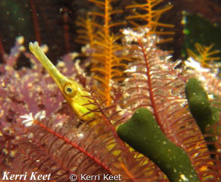 Close up shot of a pipefish with my new inon macro lenses... by Kerri Keet 