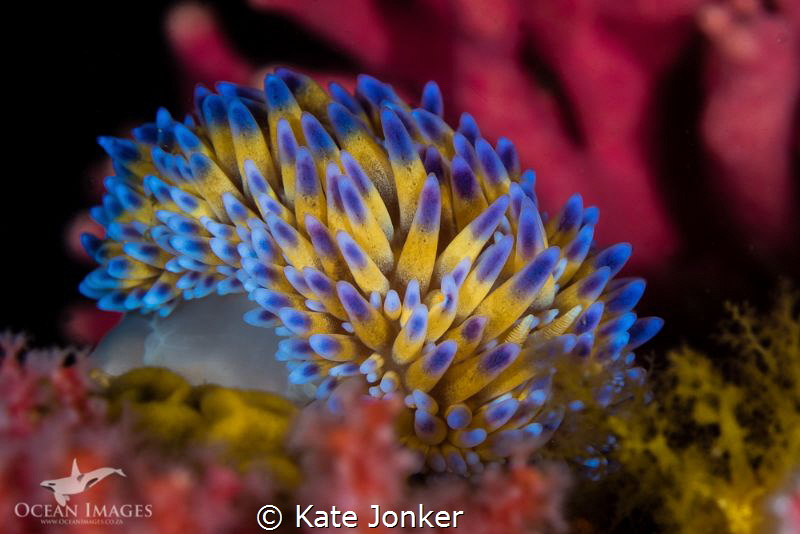 Gasflame
A vibrant gasflame nudibranch at Noble Reef, Go... by Kate Jonker 