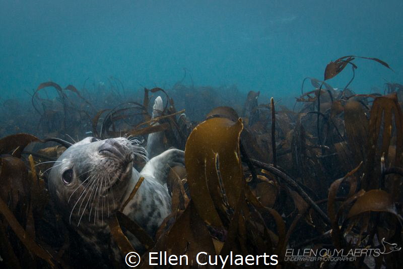 Daydream
Grey seal lying in the kelp
Farne islands by Ellen Cuylaerts 