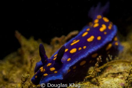 Golden Spots. This California blue doris nudibranch is a ... by Douglas Klug 