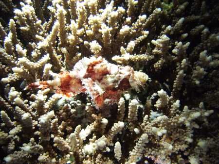 Camouflage, do I really need to?
Scorpionfish, not very ... by O.d. Van De Veer 