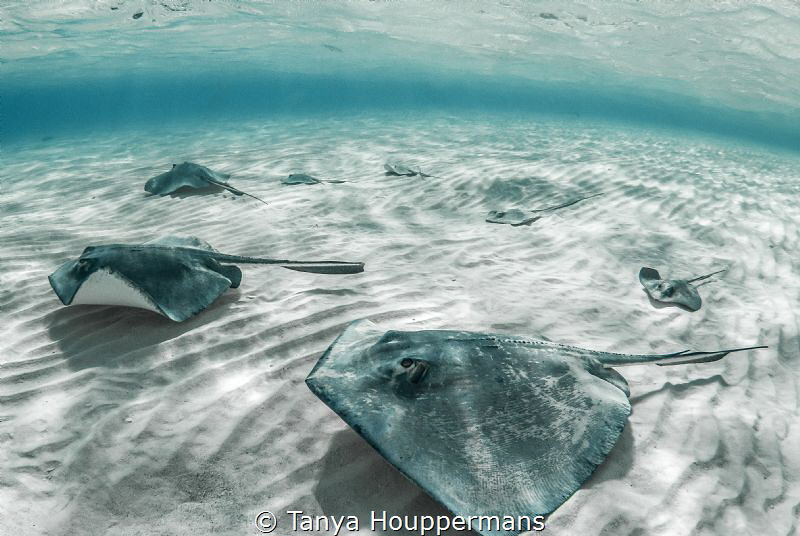 'We Are Family' - 7 southern stingrays glide over the sea... by Tanya Houppermans 