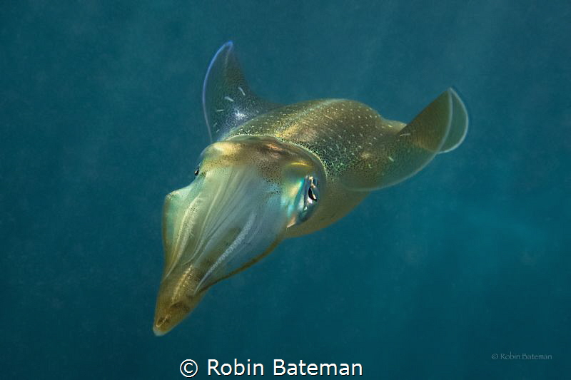 Squidward - we were doing an early morning dive off Turtl... by Robin Bateman 