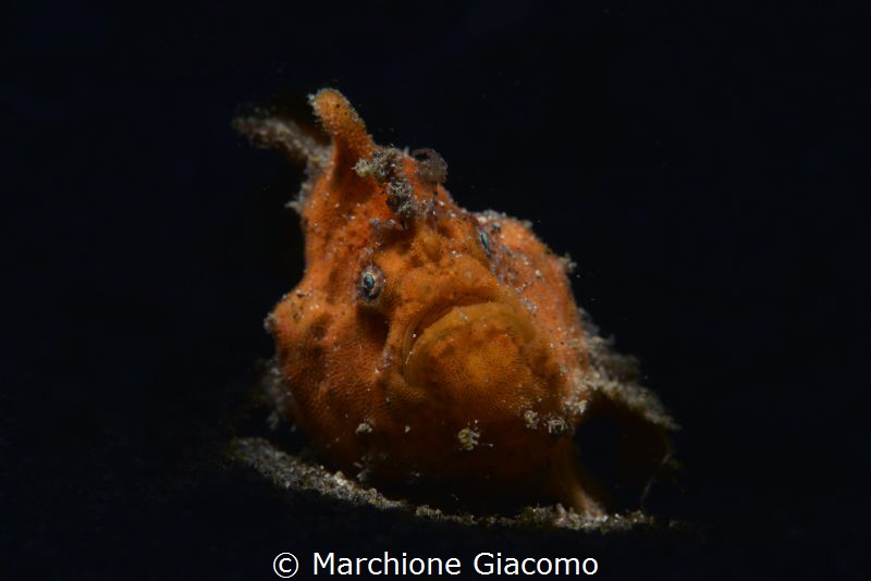 Frog fish
Lembeh strait.
Nikon D800E, 105 macro , snoot by Marchione Giacomo 