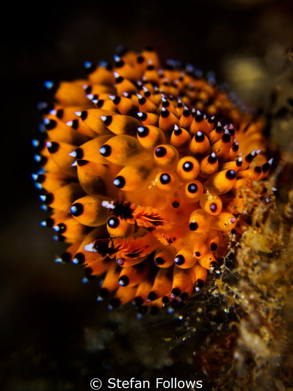 Redonkulous ... !

Nudibranch - Janolus sp.

Bali, In... by Stefan Follows 