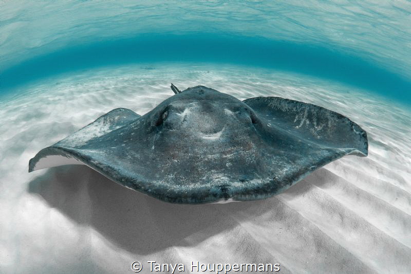 'Southern Hospitality' - A southern stingray stops by for... by Tanya Houppermans 