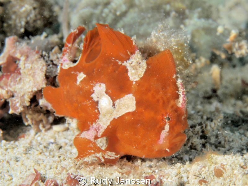 frogfish by Rudy Janssen 