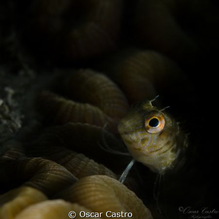 Bleny Fish, Veracruz Mexico by Oscar Castro 