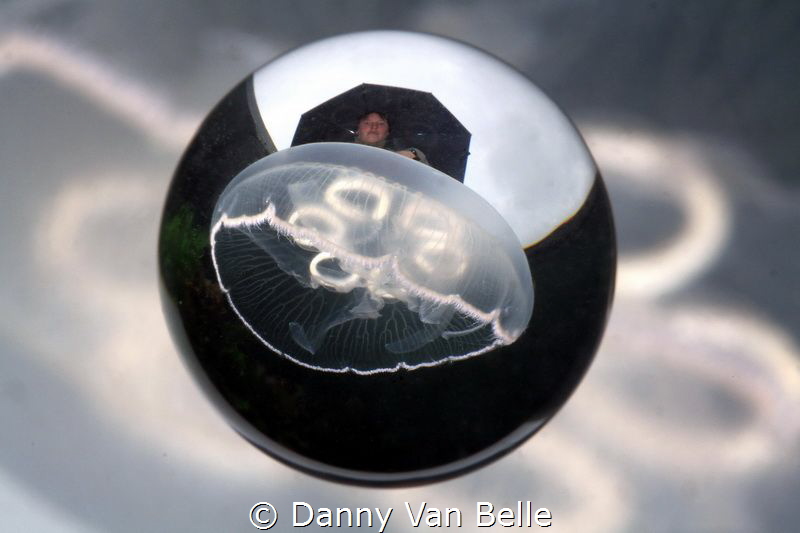 Jellyfish on a rainy day by Danny Van Belle 
