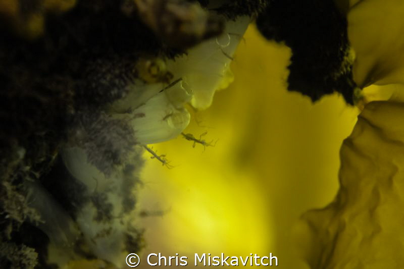 Skeleton SHrimp on tunicate..... by Chris Miskavitch 