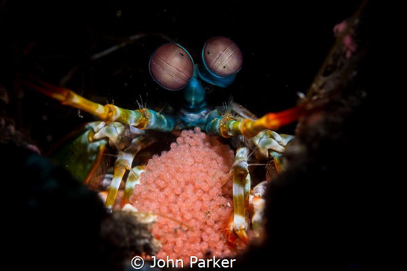 Peacock Mantis Shrimp with eggs by John Parker 