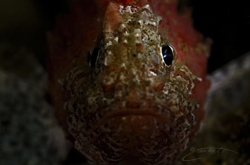 ~ Eye Spy ~

Juvenile Smooth Skin Scorpion fish. by Geo Cloete 