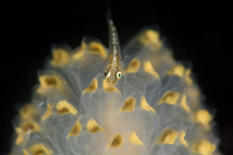Yellow bean bag goby by James Deverich 