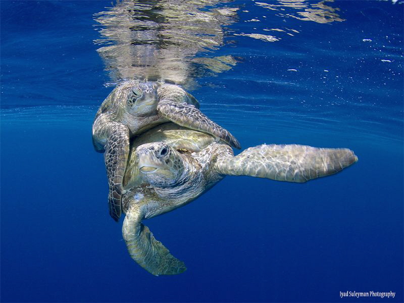Mating Sea Turtles by Iyad Suleyman 