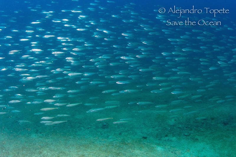 full of fish, Acapulco Mexico by Alejandro Topete 