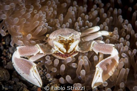 Anemone crab with eggs by Fabio Strazzi 