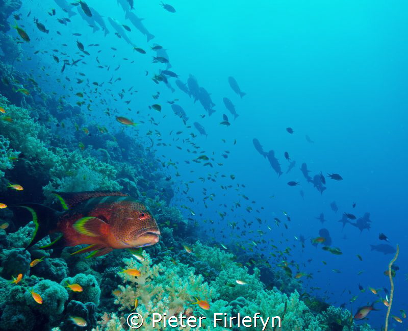 Gathering of marine life by Pieter Firlefyn 