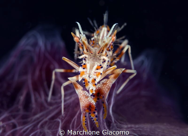 Violet velvet
Tiger shrimp. Lembeh strait
Nikon D800E, ... by Marchione Giacomo 