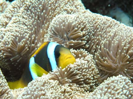 Clown anemonefish @ Sha'ab Rumi, Sudan ( Olympus 8080wz -... by Alvaro Managò 