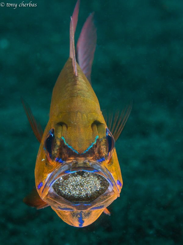 Cookin up some eggs in the grill (Cardinalfish with mouth... by Tony Cherbas 