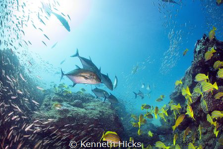 Feeding time...Sodwana Bay was full of Bait fish and the ... by Kenneth Hicks 
