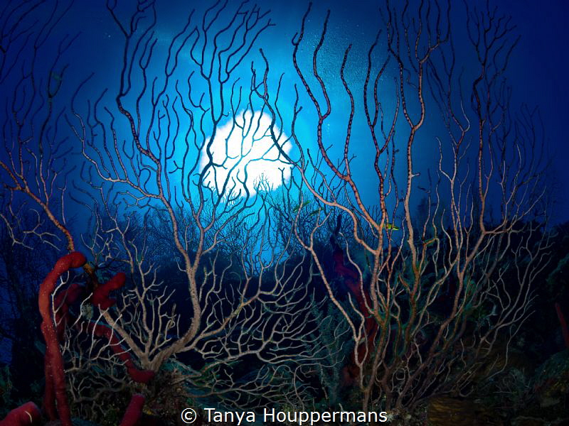 'Underwater Forest' - Sunlight shines through the tall co... by Tanya Houppermans 
