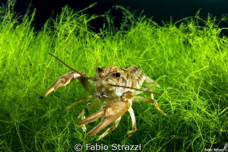 A shrimp in Cornino lake, Italy by Fabio Strazzi 