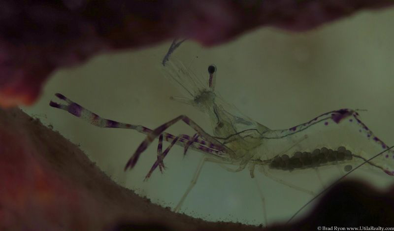 Pederson's shrimp (Ancylomenes pedersoni) by Brad Ryon 