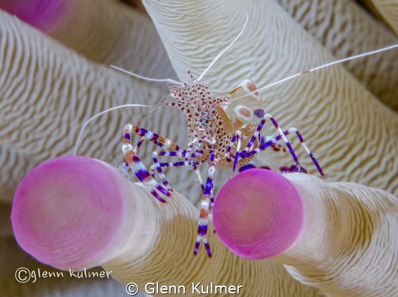 Spotted Anemone Cleaner Shrimp
Canon 7D - 100mm macro - ... by Glenn Kulmer 