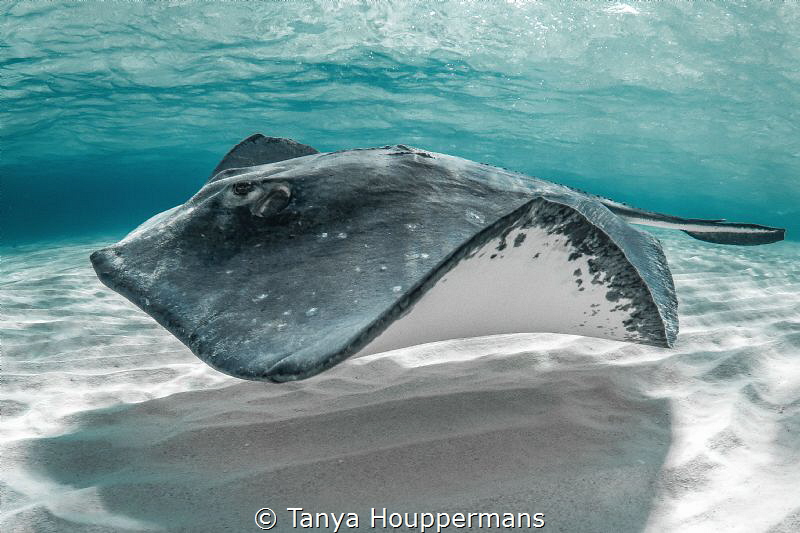 'Surfing the Sandbar' - A southern stingray in the waters... by Tanya Houppermans 