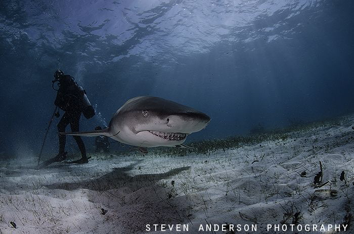Standing in the shadows at Tiger Beach as this Lemon Shar... by Steven Anderson 