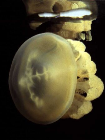 jellyfish in Palau by Mauro Serafini 