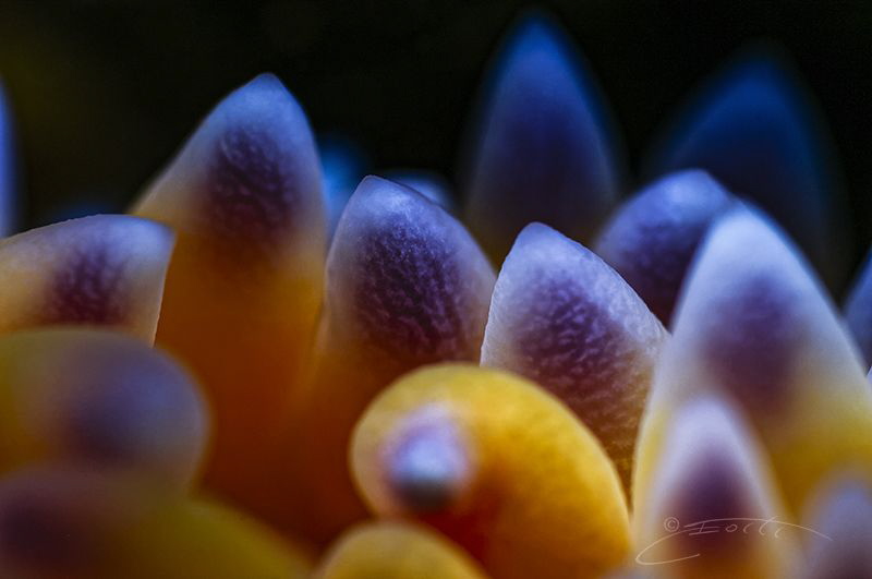 ~ Burning Flame ~

Close up of the Gasflame nudibranch'... by Geo Cloete 