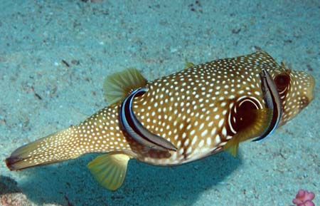 Taken in the Gulf of Aqaba D70 with 105mm macro by Chris Kennedy 