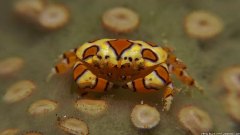 Gaudy Clown Crab (Platypodiella spectabilis) by Brad Ryon 