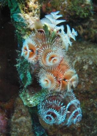 Colorful Christmastree worms at Caracasbai site, Curacao by Jon Doud 