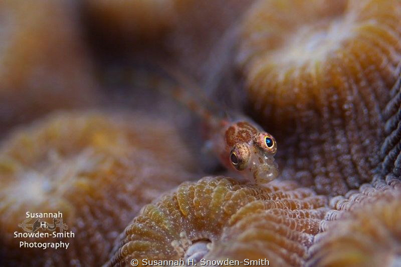 A colorful goby models for the camera atop star coral.  I... by Susannah H. Snowden-Smith 