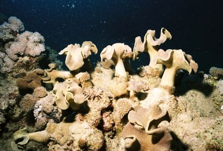 Coral & Bryozoan (I think??), El Quesir, Red Sea, Egypt. ... by Peter Fields 