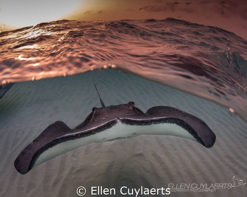 Ready to spread my wings
Southern stingray at the sandbar by Ellen Cuylaerts 