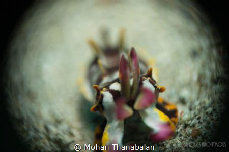 Flamboyant Cuttlefish shot in Reverse Ring Macro. Patienc... by Mohan Thanabalan 