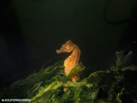 Seahorses are pretty rare in the Netherlands. A friendly ... by Maurits Kolsteren 