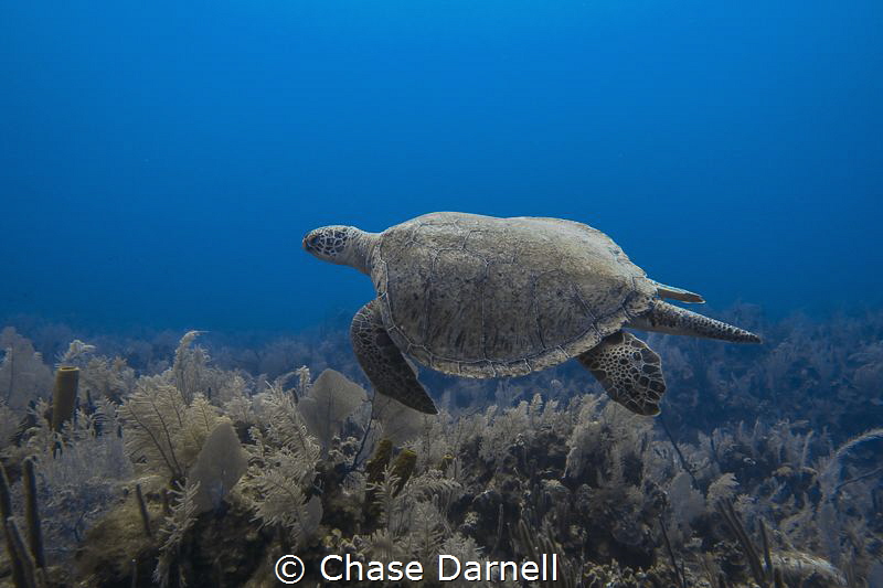 "Big Green"
A large Green Sea Turtle makes its way over ... by Chase Darnell 