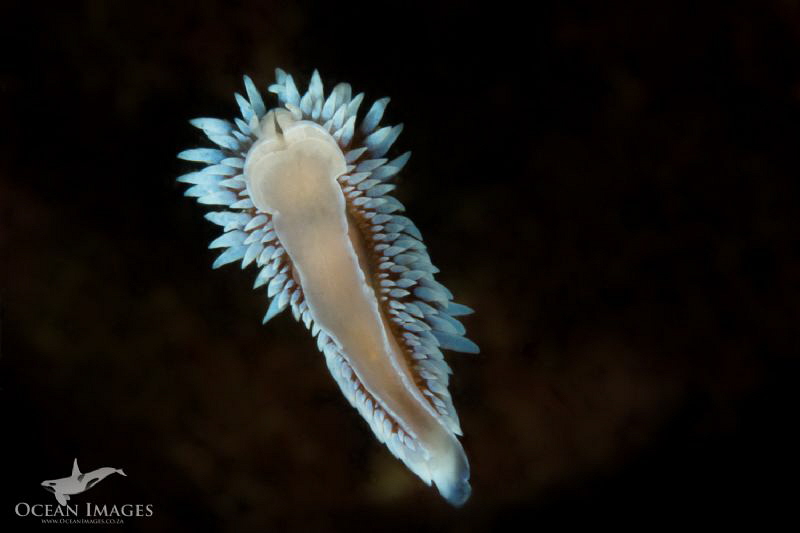 Flying Nudibranch
This silvertip nudibranch was swimming... by Kate Jonker 