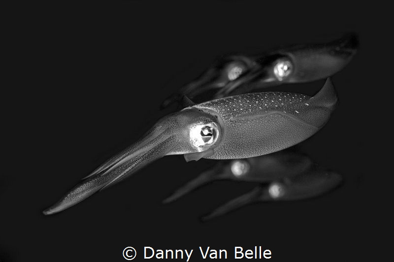 Squid by Danny Van Belle 