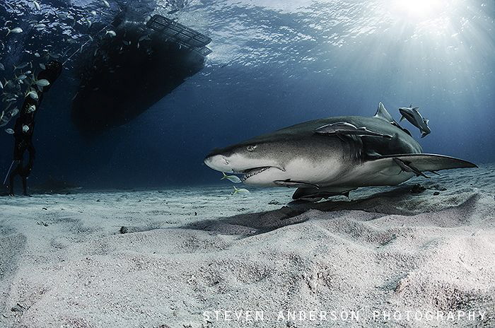 Standing in the shadows and waiting for more sharks to ar... by Steven Anderson 