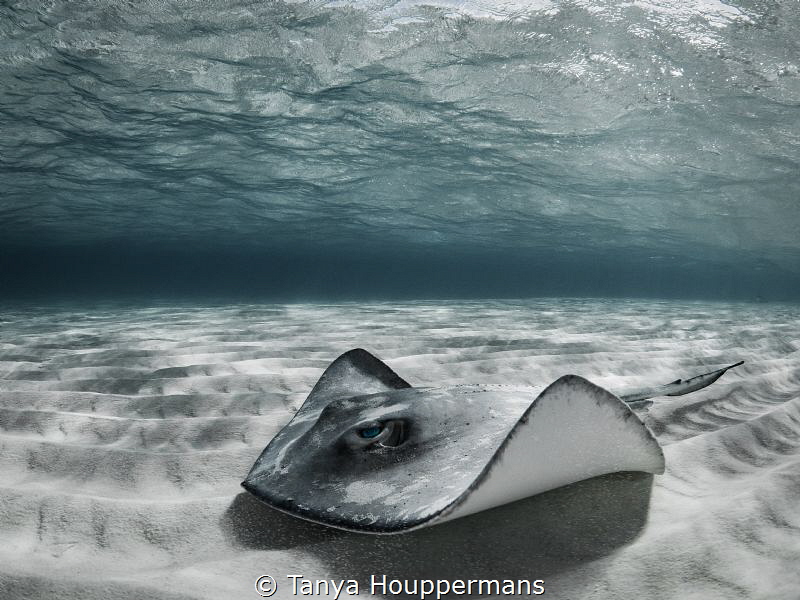 'Spectral' - A southern stingray on the sandbar off the c... by Tanya Houppermans 