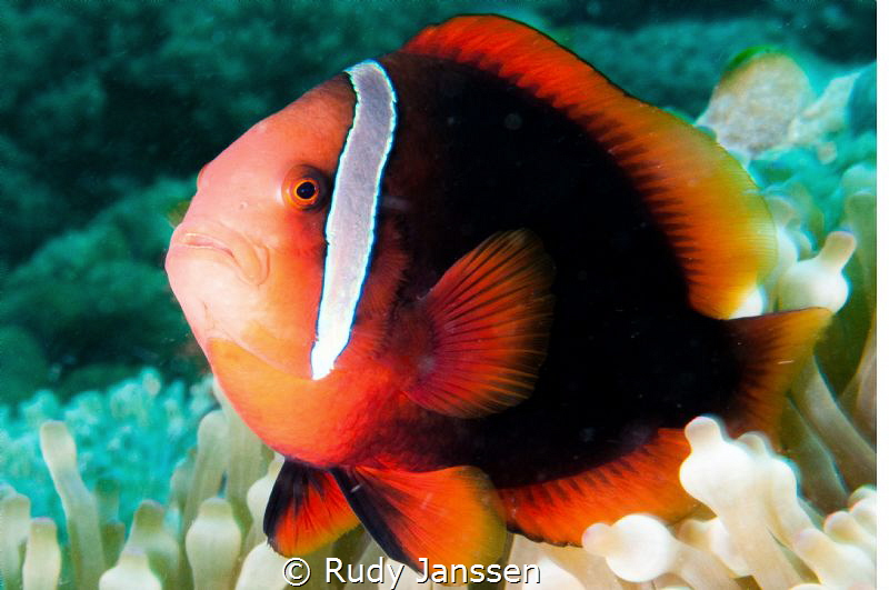 Red Nemo by Rudy Janssen 